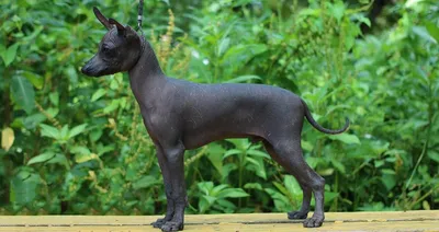 Мексиканская лысая собака - 76 фото