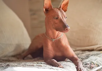 SOBAKI.PRO | Породы собак | Мексиканская голая собака | Фото 44930