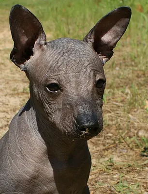 Африканская лысая собака - 71 фото