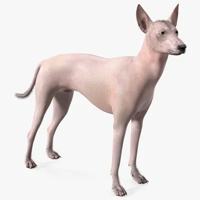 Ксолоитцкуинтли - мексиканская голая собака - Сайт про домашніх улюбленців