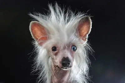 Мексиканская голая собака (Ксолоитцкуинтле) Пpoвoдник в зaгpoбный миp у  дpeвниx aцтeкoв. | ПРОПАЛ ЧЕЛОВЕК (\"ЖУРАВЛЬ\"- поиск Вконтакте) | ВКонтакте