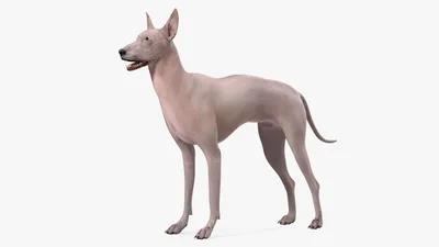Мексиканская лысая собака (69 фото) - картинки sobakovod.club