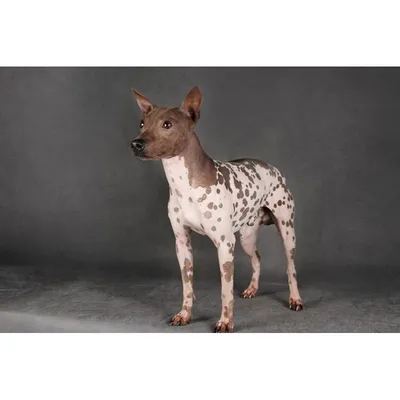 Мексиканская лысая собака породы Ксолоитцкуинтли | Пикабу