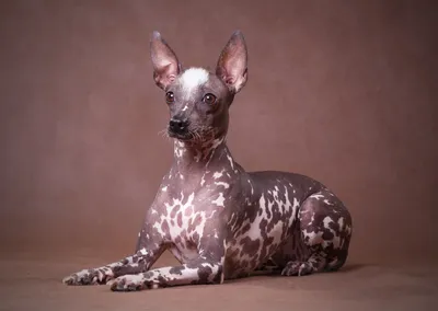 Кобель голая мексиканская собака на вязку. Доска объявлений Собаки