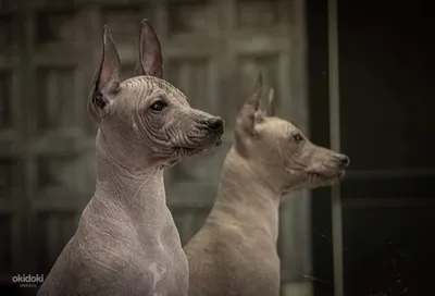 Голая мексиканская собака Ксоло Фавн Риггед 3D Модель $129 - .max - Free3D