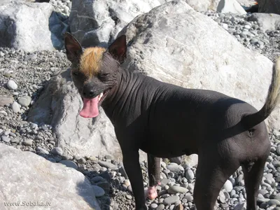 Порода собак мексиканская лысая - 79 фото