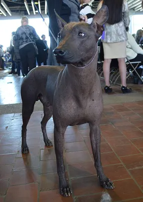 Мексиканская голая собака (Mexican Hairless Dog) - это милая, умная и  легкообучаемая порода собак. Фото, описание и отзывы.