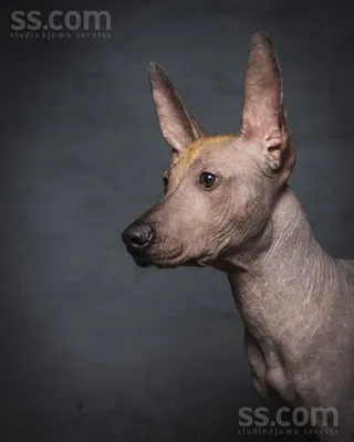 Мексиканская голая собака Ксолоитцкуинтли 3D Модель $99 - .c4d .ma .obj  .max .3ds - Free3D