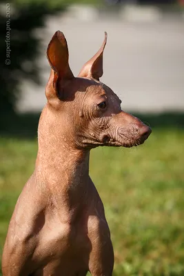 SS.LV - Мексиканская голая собака - Объявления