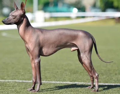 Лысая мексиканская собака» — создано в Шедевруме