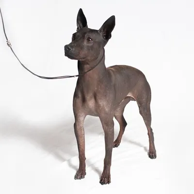 сидячая мексиканская собака без волос Стоковое Изображение - изображение  насчитывающей собака, сила: 225117229