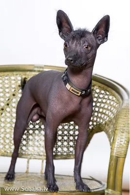 Мексиканская голая собака (ксолоитцкуинтли) – купить в Москве, цена 25 000  руб., продано 10 ноября 2018 – Собаки