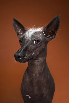 Мексиканская голая собака: описание, характер, фото, цена