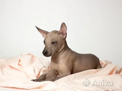 Описание породы собак - Мексиканская голая собака