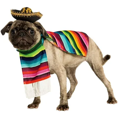 Мексиканский епандос собака фото фотографии