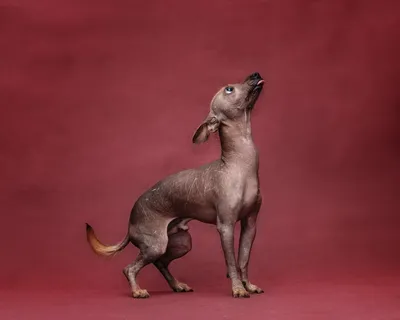 Порода собак мини Мопс (72 фото)