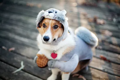 Собака мопс картинки (49 фото) » Юмор, позитив и много смешных картинок