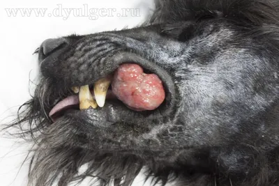 Опухоли губы у собак и кошек: симптомы, диагностика и лечение