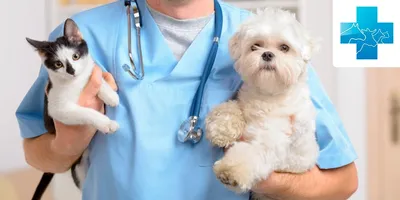 Как лечить карциному у собак? Схемы лечения