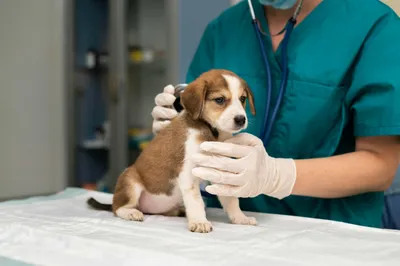 Ученые из Томска провели первую операцию по удалению на реакторе раковой  опухоли у собаки | Ветеринария и жизнь