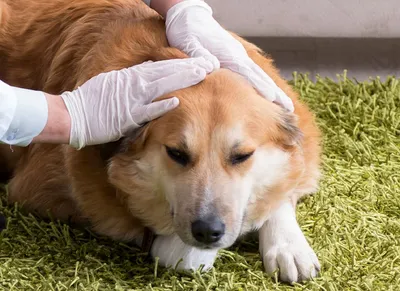 Хозяин обрек на смерть: волгоградцы всем миром спасают огромного пса с  опухолью во рту