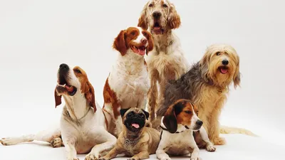 Мелкие породы собак: мир миниатюрных пушистых спутников | Лучший Друг: Всё  о Собаках | Дзен