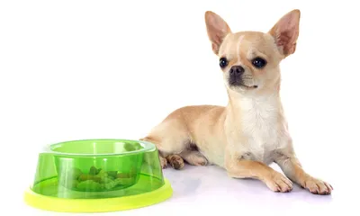 Маленькие собаки для 🐕 небольшой квартиры: лучшие породы миниатюрных собак  - Гульдог