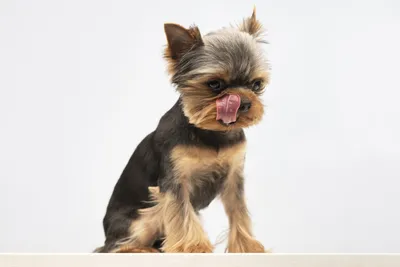 Как правильно кормить собак мелких и маленьких пород: чихуахуа, китайскую  хохлатую и другую маленькую собаку