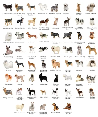 ТОП 15 самых маленьких пород собак в мире - названия, вес, фото и описание