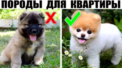 Почему маленькие собаки более агрессивны - BBC News Русская служба