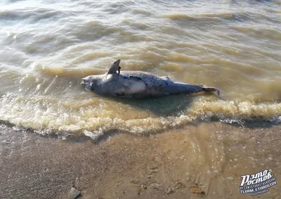 Мертвые дельфины - ЯПлакалъ
