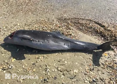 мертвые дельфины | Крымское информационное агентство