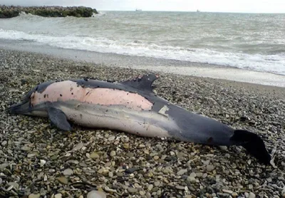 Мертвые дельфины и рыба на берегу Таганрогского залива напугали отдыхающих