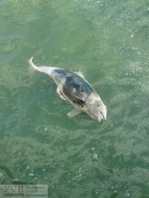 На пляже Сочи обнаружены погибшие дельфины