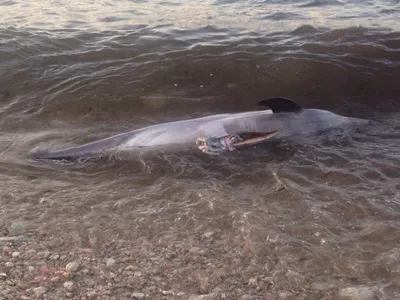 Мертвые дельфины с резаными ранами обнаружены в бухте Севастополя | ForPost