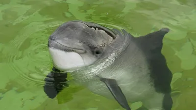 В Черном море обнаружили привязанных камнями мертвых дельфинов (ВИДЕО) |  Портал Акцент