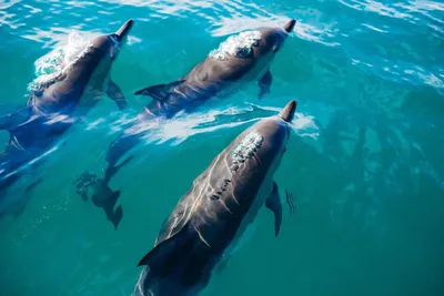 Для Таганрога «Мёртвые дельфины» – это не группа, а постоянная реальность