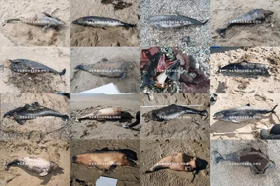 Власти Севастополя: найденные мертвые дельфины — не из дельфинария 4 ноября  2022 г. - 4 ноября 2022 - ФОНТАНКА.ру