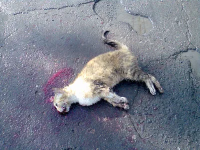 File:Cruelty to animals. Dead cat.jpg - Wikimedia Commons