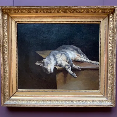 Мертвый кот на траве смерть бродячих животных Стоковое Фото - изображение  насчитывающей мило, жизнь: 210120026