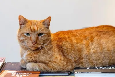 В Брянске умер изуродованный неизвестными живодёрами кот Миша