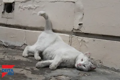 Из-за утренних обстрелов Киева умер кот, который должен был ехать в Париж.  Читайте на UKR.NET