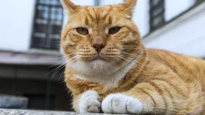 Мертвый Cat — стоковые фотографии и другие картинки Домашняя кошка -  Домашняя кошка, Бактерия, Болезнь - iStock