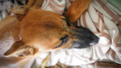 Кровь в моче у собаки: причины, лечение - Питомцы Mail.ru