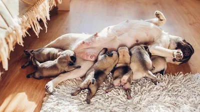 Один месяц коричневый щеночек-рассел лежит на женском плече. она погладит  собак. собака спит. для первого Стоковое Фото - изображение насчитывающей  старо, напольно: 232538112