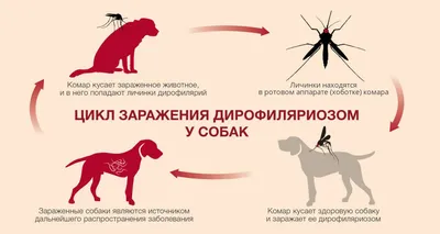 Несчастные случаи с собакой. Часть вторая. Перечисление ситуаций |  vetgordeeva online | Дзен