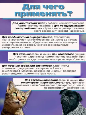 Акция на экспресс-линьку для больших собак | Севастополь