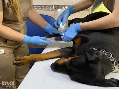 В Краснодаре появились собачьи доноры»: в ветклинике формируют базу собак,  которые могут сдать кровь для пострадавших собратьев – ВИДЕО | Утренний Юг  | Дзен