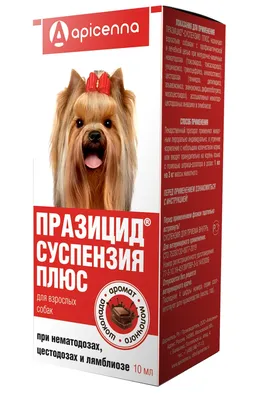 В Коми предлагают ввести обязательную регистрацию собак с 3-х месячного  возраста | Комиинформ