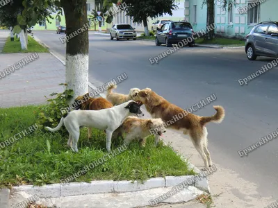 Кровь в кале у собаки: причины и лечение — от ветеринара